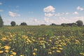 Flower field and blue sky with sun - vintage effect Royalty Free Stock Photo