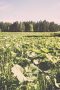 Flower field and blue sky with sun - vintage effect Royalty Free Stock Photo