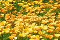 Flower field of California poppy Royalty Free Stock Photo