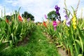 Colorful gladioli in the field to pick yourself Royalty Free Stock Photo