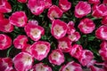 Flower field with colorful tulips. Tulipa Innuendo.