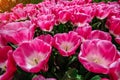 Flower field with colorful tulips. Tulipa Innuendo.