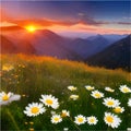 Flower field of daisies against the backdrop of mountains under a summer sunset Royalty Free Stock Photo