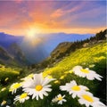 Flower field of daisies against the backdrop of mountains under a summer sunset Royalty Free Stock Photo