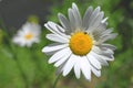 A flower of a field daisy close-up