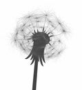 Flower of field dandelion. Royalty Free Stock Photo