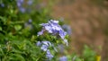 Bouquet of blue tiny petals of Cape leadwort plant blooming on greenery leaves and blurry background, know as white plumbago Royalty Free Stock Photo