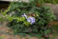 Bunches of blue tiny petals of Cape leadwort plant blossom on greenery leaves and blurry background, know as white plumbago Royalty Free Stock Photo