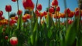 Flower field with fresh green grass and blooming tulips. Closeup tulip garden