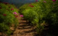 Flower field of Gesang flowers