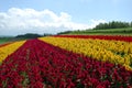 Flower field in Hokkaido Royalty Free Stock Photo