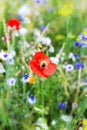 Flower field for insects, variety of native wildflowers and herbs Royalty Free Stock Photo