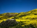 Flower field mountain during spring in California