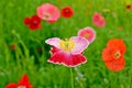 Flower field poppy