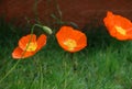 Flower Field Poppy Moon flowers red yellow