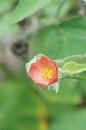 Flower Field Poppy Moon flowers red yellow Royalty Free Stock Photo