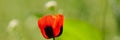 Flower field of red poppies on a blurry light green background Royalty Free Stock Photo