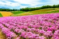 Flower field at Shikisai park, Japan