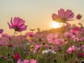 Flower field in summer.Scenery view of beautiful cosmos flower field in morning.Pink flowers field landscape