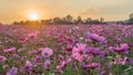 Flower field in summer.Scenery view of beautiful cosmos flower field in morning.Pink flowers field landscape Royalty Free Stock Photo