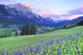 Flower field and sunset at Dolomite Royalty Free Stock Photo