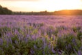 Flower field at sunset