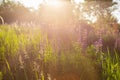 Flower field at sunset. Spring purple and pink lupine flowers in green grass Royalty Free Stock Photo