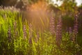 Flower field at sunset. Spring purple and pink lupine flowers in green grass Royalty Free Stock Photo