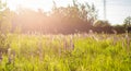 Flower field at sunset. Spring purple and pink lupine flowers in green grass Royalty Free Stock Photo