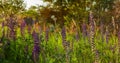 Flower field at sunset. Spring purple and pink lupine flowers in green grass Royalty Free Stock Photo