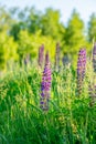 Flower field at sunset. Spring purple and pink lupine flowers in green grass Royalty Free Stock Photo