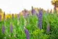 Flower field at sunset. Spring purple and pink lupine flowers in green grass Royalty Free Stock Photo