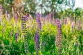 Flower field at sunset. Spring purple and pink lupine flowers in green grass Royalty Free Stock Photo