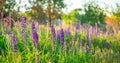 Flower field at sunset. Spring purple and pink lupine flowers in green grass Royalty Free Stock Photo