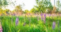 Flower field at sunset. Spring purple and pink lupine flowers in green grass Royalty Free Stock Photo