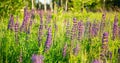 Flower field at sunset. Spring purple and pink lupine flowers in green grass Royalty Free Stock Photo