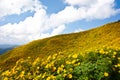 Flower field on top the hill Royalty Free Stock Photo