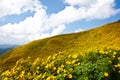 Flower field on top the hill
