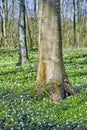 Flower field with trees in a forest. Beautiful landscape of many wood anemone flowers blooming or growing near a birch Royalty Free Stock Photo