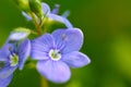 Delicate flower of a field violet blossomed into the field Royalty Free Stock Photo