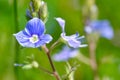 Delicate flower of a field violet blossomed into the field Royalty Free Stock Photo