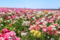 The Flower Fields Royalty Free Stock Photo