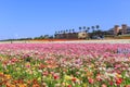 The Flower Fields