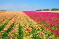 The Flower Fields of Carlsbad