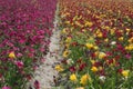 Flower fields colors nature Royalty Free Stock Photo