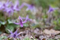 Flower fields of Dogtooth violet in springtime Royalty Free Stock Photo