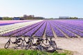 Flower Fields in Holland