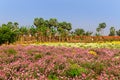 Flower fields in India along the banks of Krishna river In Andhra Pradesh state Royalty Free Stock Photo
