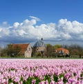 Flower fields in Lisse Royalty Free Stock Photo