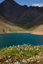 Flower fields on the shore of a mountain lake Royalty Free Stock Photo